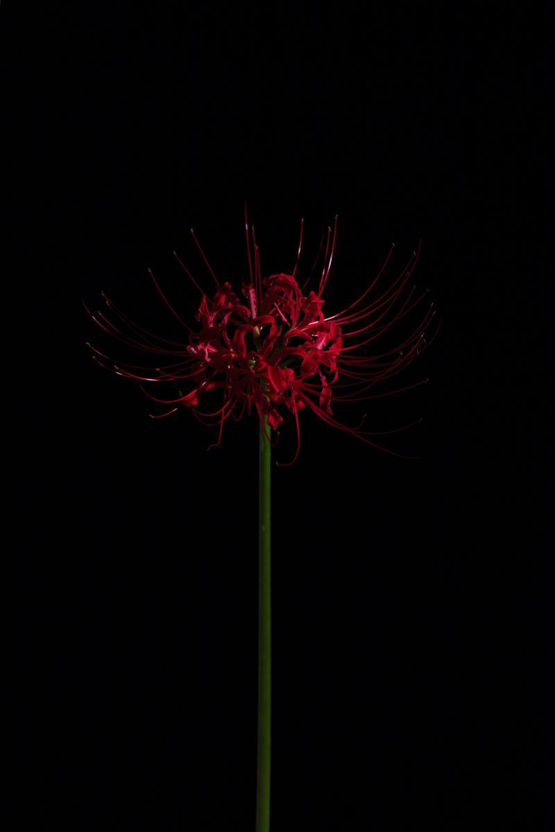 黒い背景に深紅色の彼岸花が一輪浮かぶ、細い茎と放射状の花弁とゴールドの雄しべが見える