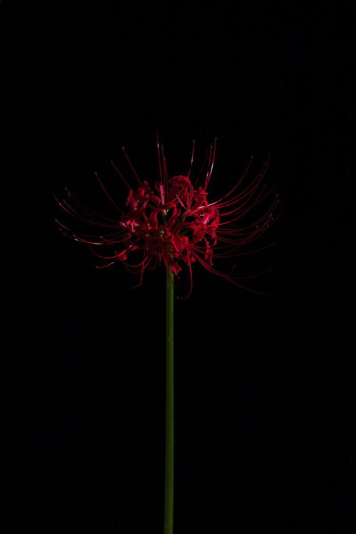 黒い背景に浮かぶ一輪の彼岸花の神秘的な花姿