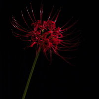 黒い背景に浮かぶ斜め咲きの彼岸花の写真