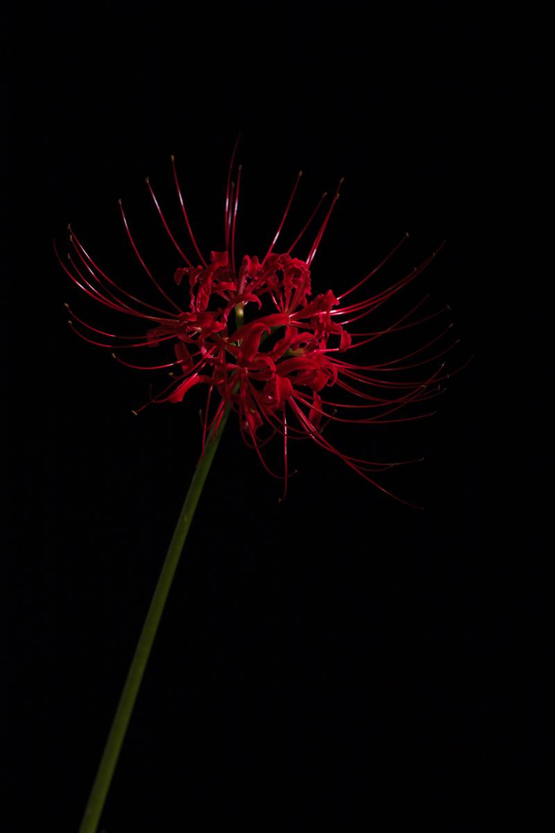 黒背景に赤い彼岸花が一輪、細い茎と放射状の花弁が浮かぶ