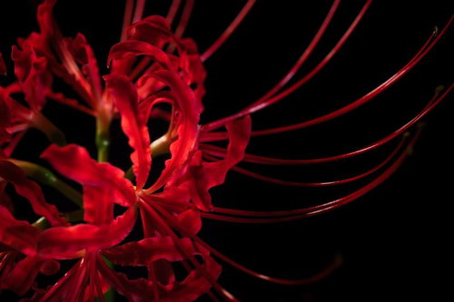 漆黒に浮かぶ赤い彼岸花のクローズアップ