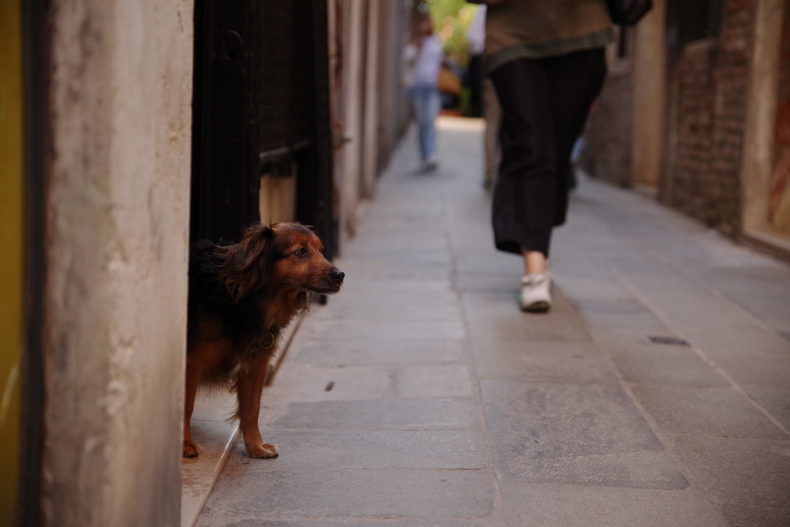 ベネツィアのムラーノ島の石造りの路地に佇む茶色い犬