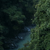 朝靄の中を流れる森の渓流 - 神秘的な自然風景の写真