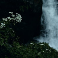滝の激しい水流による水しぶきで濡れる植物の写真