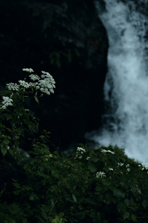滝の激しい水流による水しぶきで濡れる植物