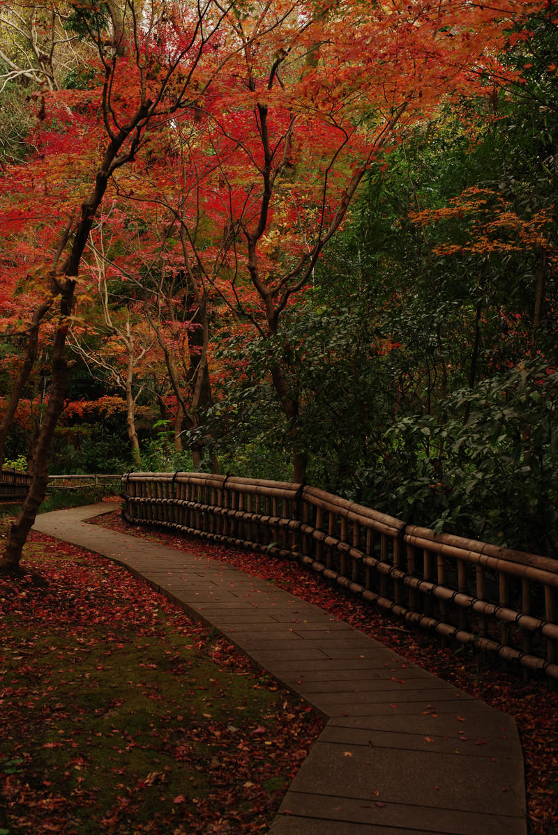 秋の庭園に架かる木製の橋と赤く色づいた紅葉の風景