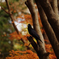紅葉した木の枝に止まる黒いカラスの野鳥の写真