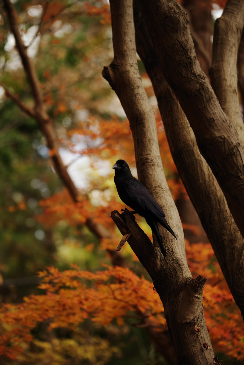 赤や橙色に紅葉した木の枝に黒いカラスが1羽止まっている