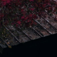 秋の赤い紅葉が散る古いトタン屋根の風景と季節の移ろいの写真