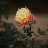 黄色とピンク色のグラデーションの傷んだ薔薇の写真