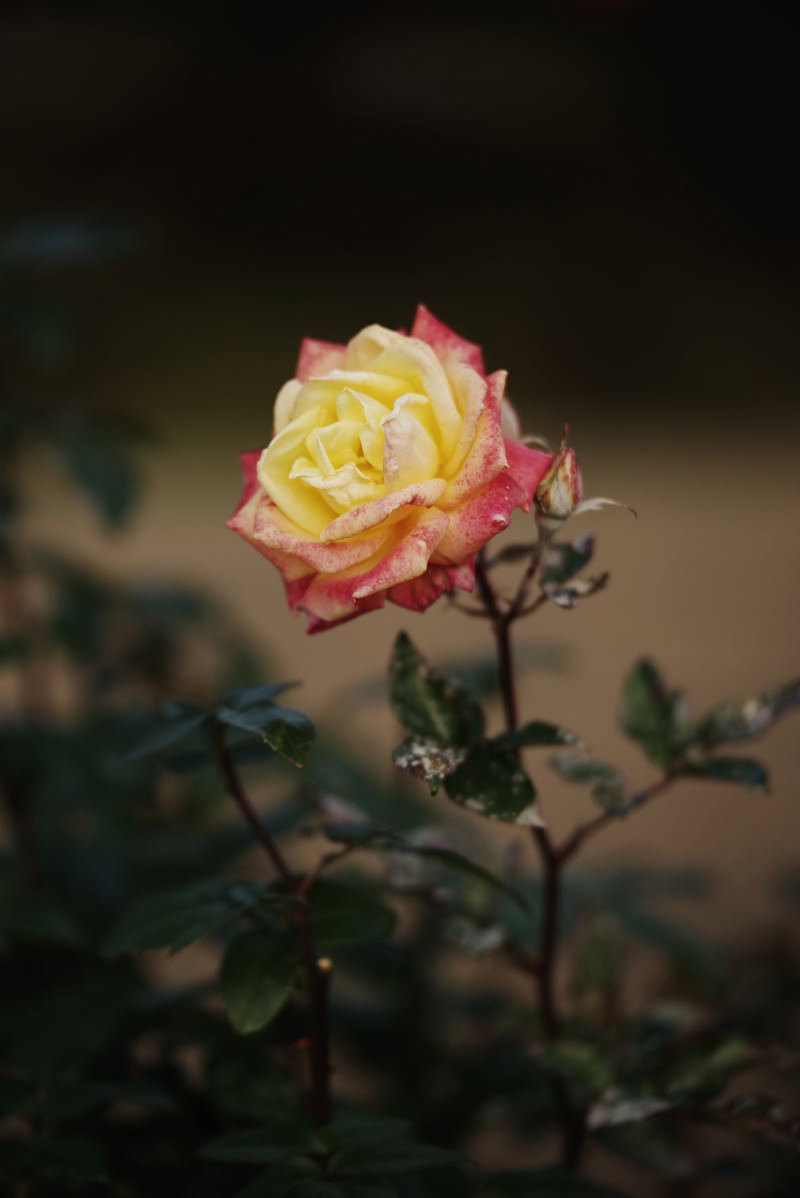 黄色とピンク色のグラデーションが美しい少し傷んだ薔薇の花