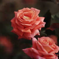 薔薇園に咲くピンク色の薔薇の花々と庭園の風景の写真