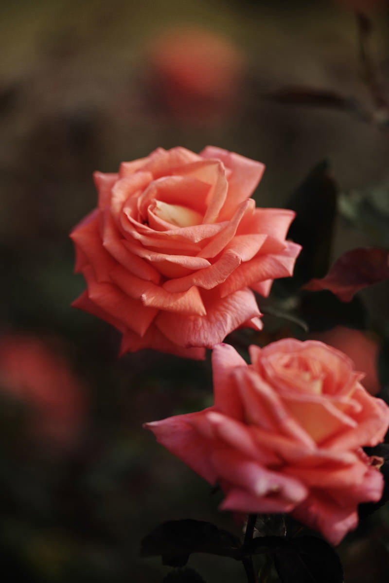 薔薇園に咲く美しいピンク色の薔薇の花