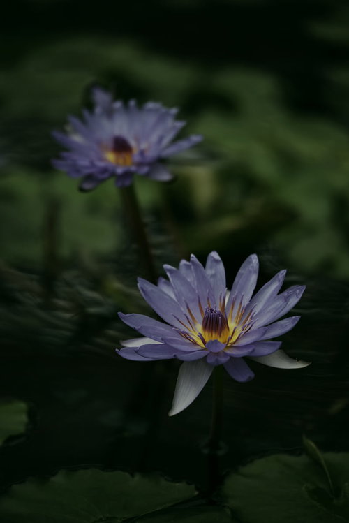 水面に並んで咲く紫色の睡蓮の写真
