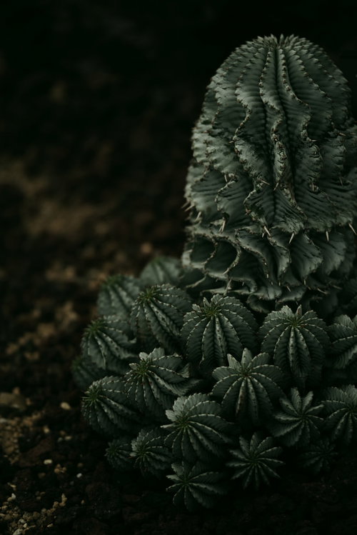 波打つサボテンのトゲトゲした表面と独特の曲線美