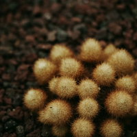 小ぶりな球状のサボテンがトゲトゲで群生する様子の写真
