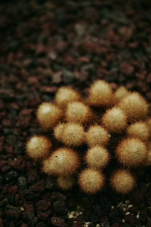 小ぶりな球状のサボテンがトゲトゲで群生する様子