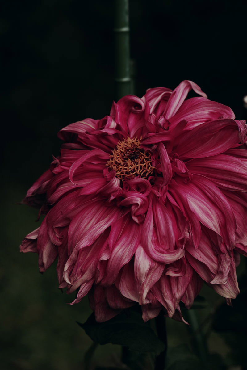 朽ちかけた赤紫色のダリアの花