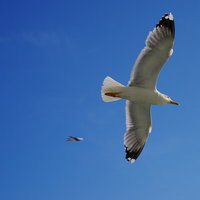 ベネツィアの青空に舞うカモメ、イタリアの海鳥の写真