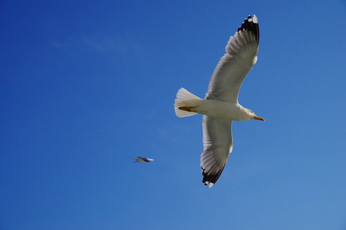 ベネツィアの青空に舞うカモメ、イタリアの海鳥