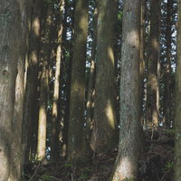 スギ林の写真