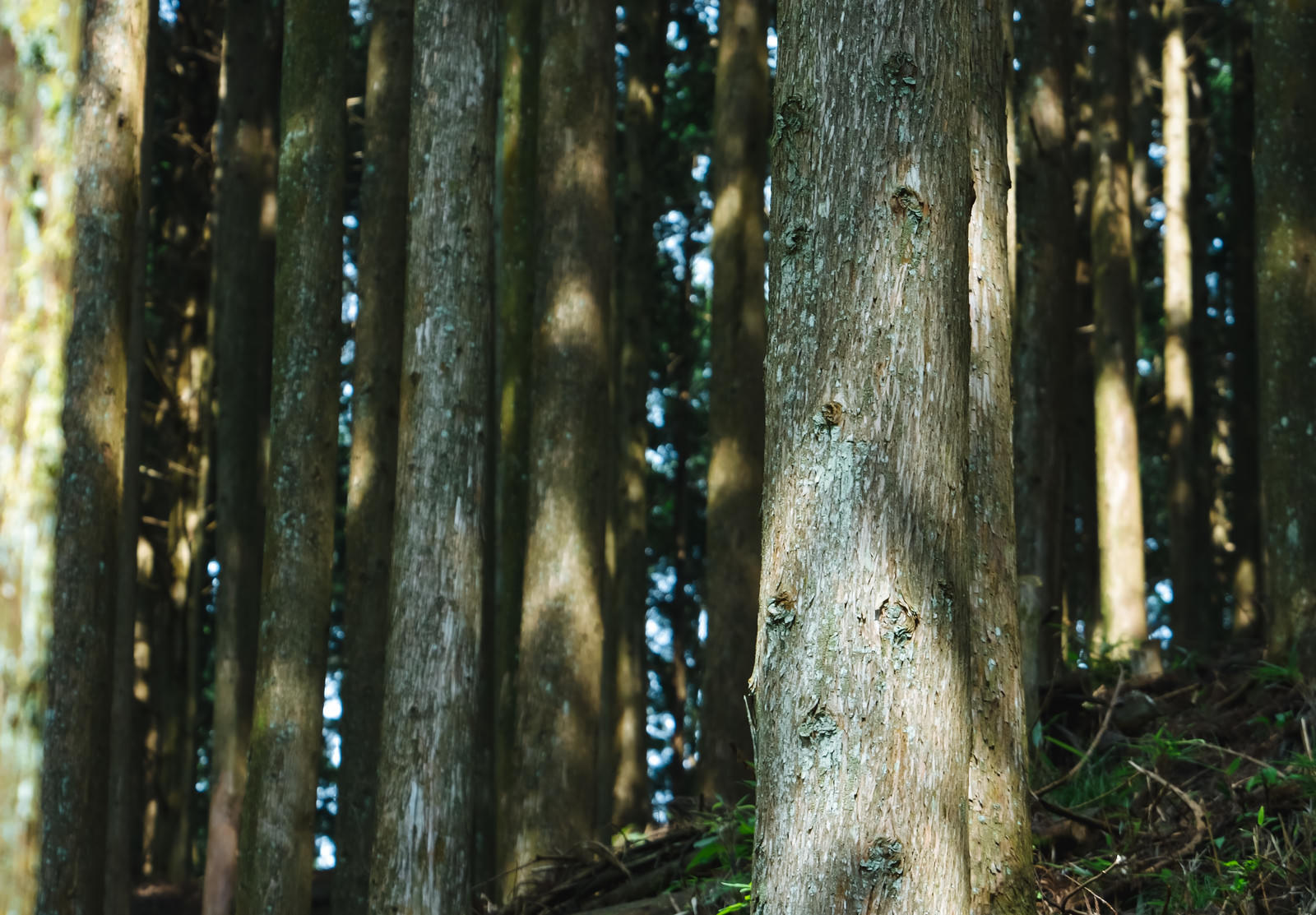 整然と並ぶ植林された杉の木の幹と木漏れ日が差し込む林の風景