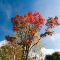 秋空に映える紅葉した木々の写真