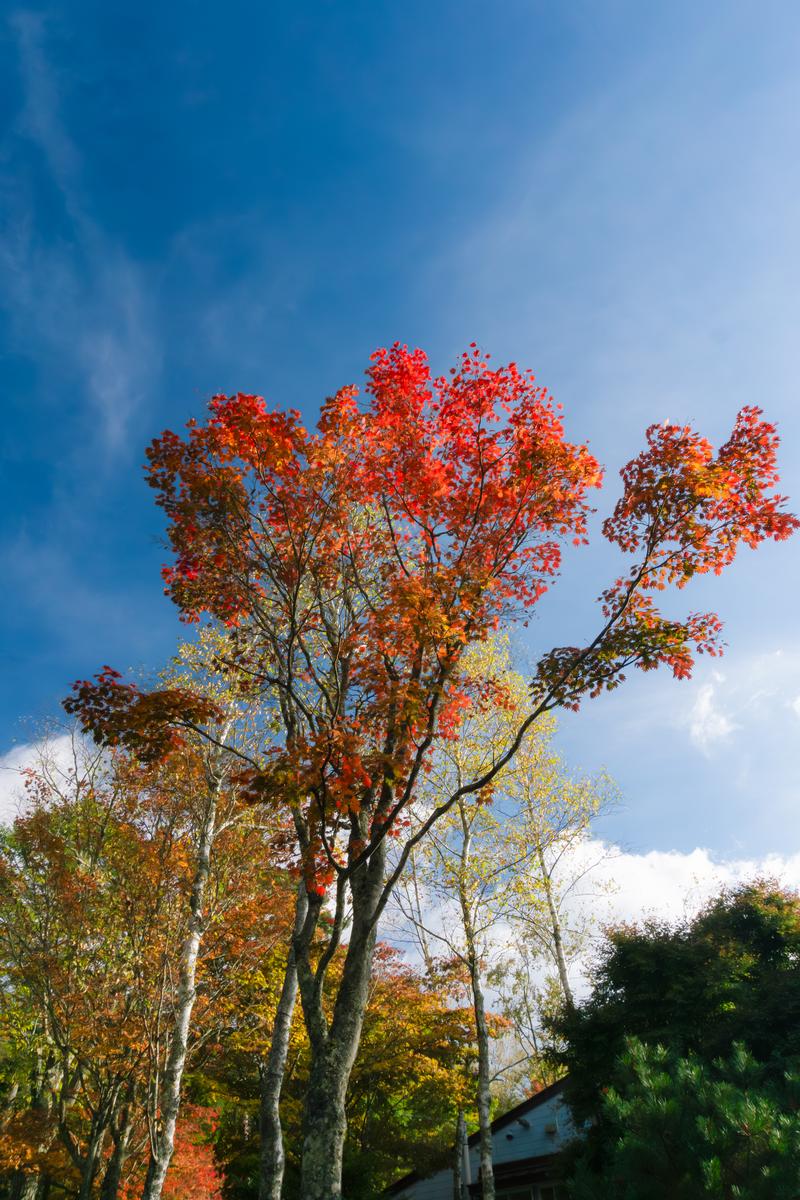 治部坂高原で秋に撮影した紅葉した樹木と青空