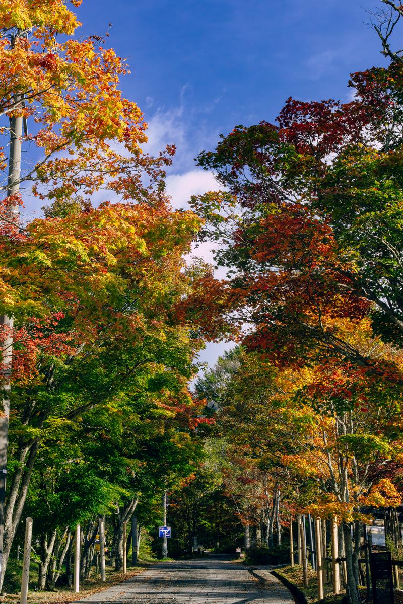 黄色とオレンジに紅葉した樹木が両側からトンネルを作る秋の散歩道