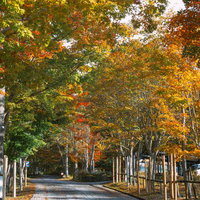 色づき始めた木々の中を進む石畳の写真