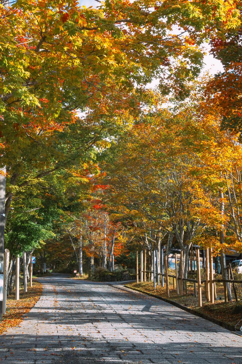 秋に黄葉・紅葉した樹木が立ち並ぶ石畳の散歩道