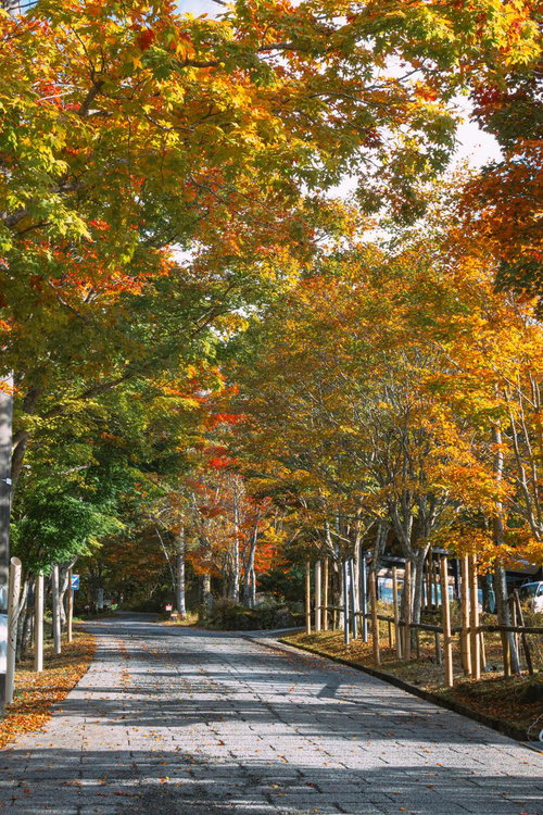 色づき始めた木々の中を進む石畳