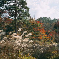 ススキと紅葉の織りなす秋の詩情の写真