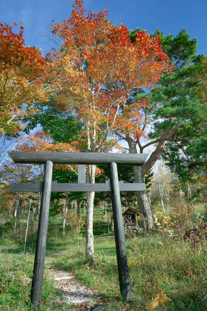 秋色に染まった紅葉に囲まれた木製の鳥居と祠が立つ参道の風景