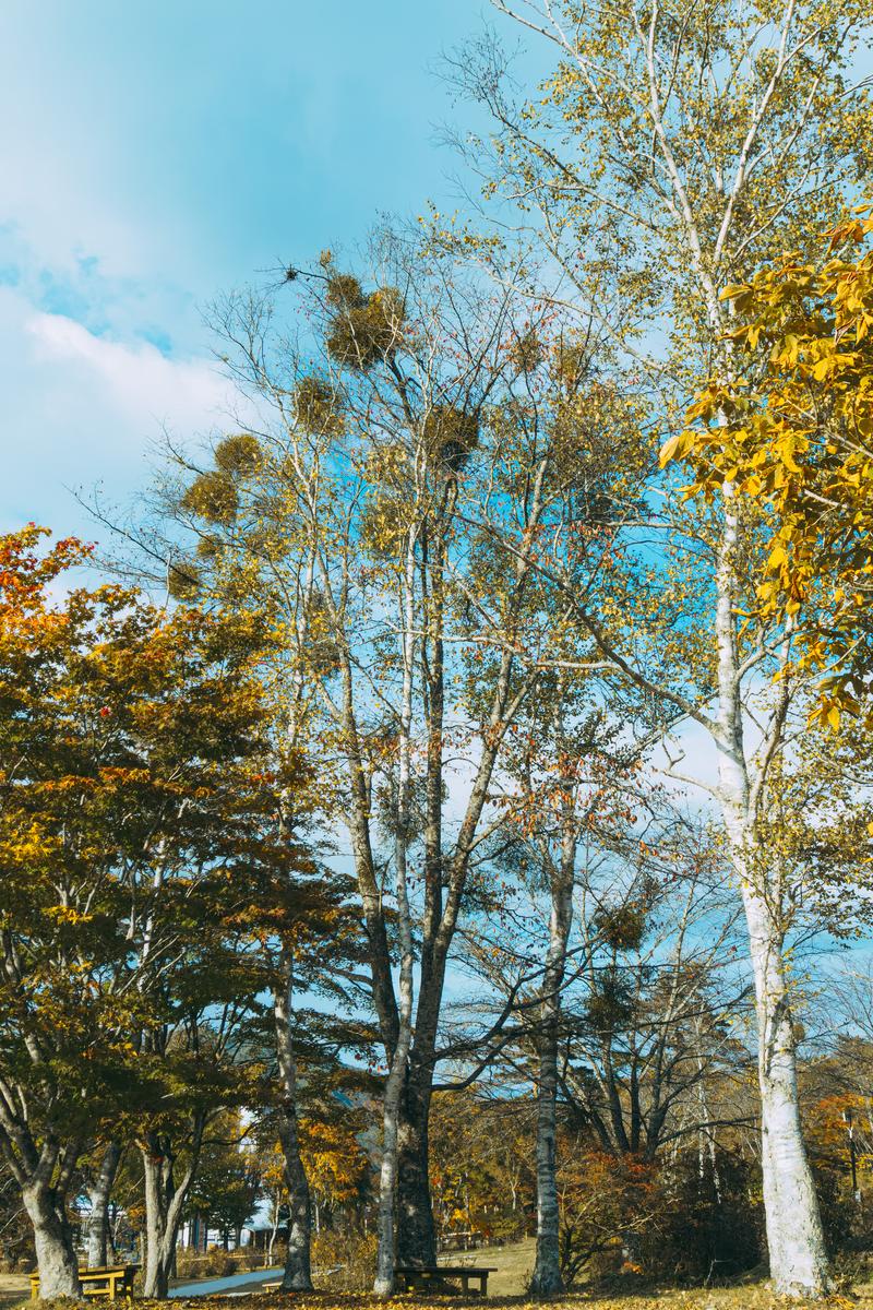 秋の公園でベンチと黄色く色づいた樹木、ヤドリギのある風景