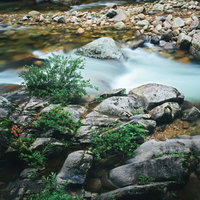 小戸名の渓流と赤い岩つつじの花の写真