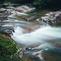 渓流を眺める岩つつじの花の写真