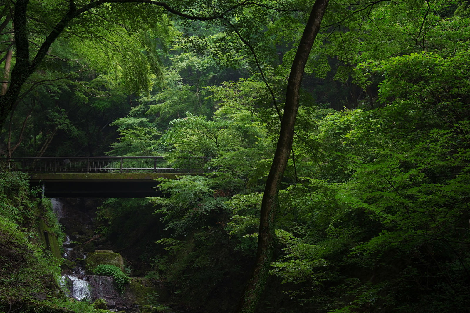 新緑に覆われた森の中で小川に架かる苔むした木橋