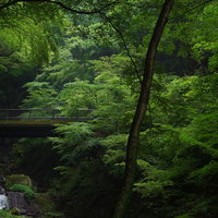新緑の中に浮かぶ苔むした橋の写真