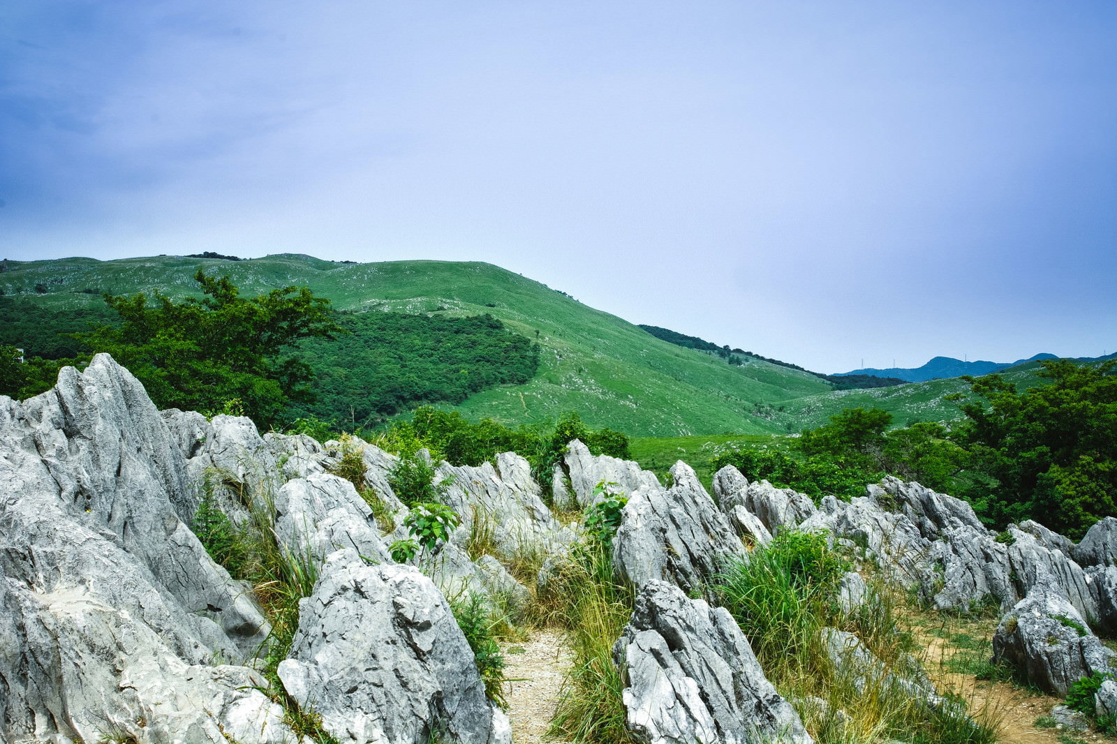 山口県秋吉台のカルスト台地で石灰岩が点在する草原風景