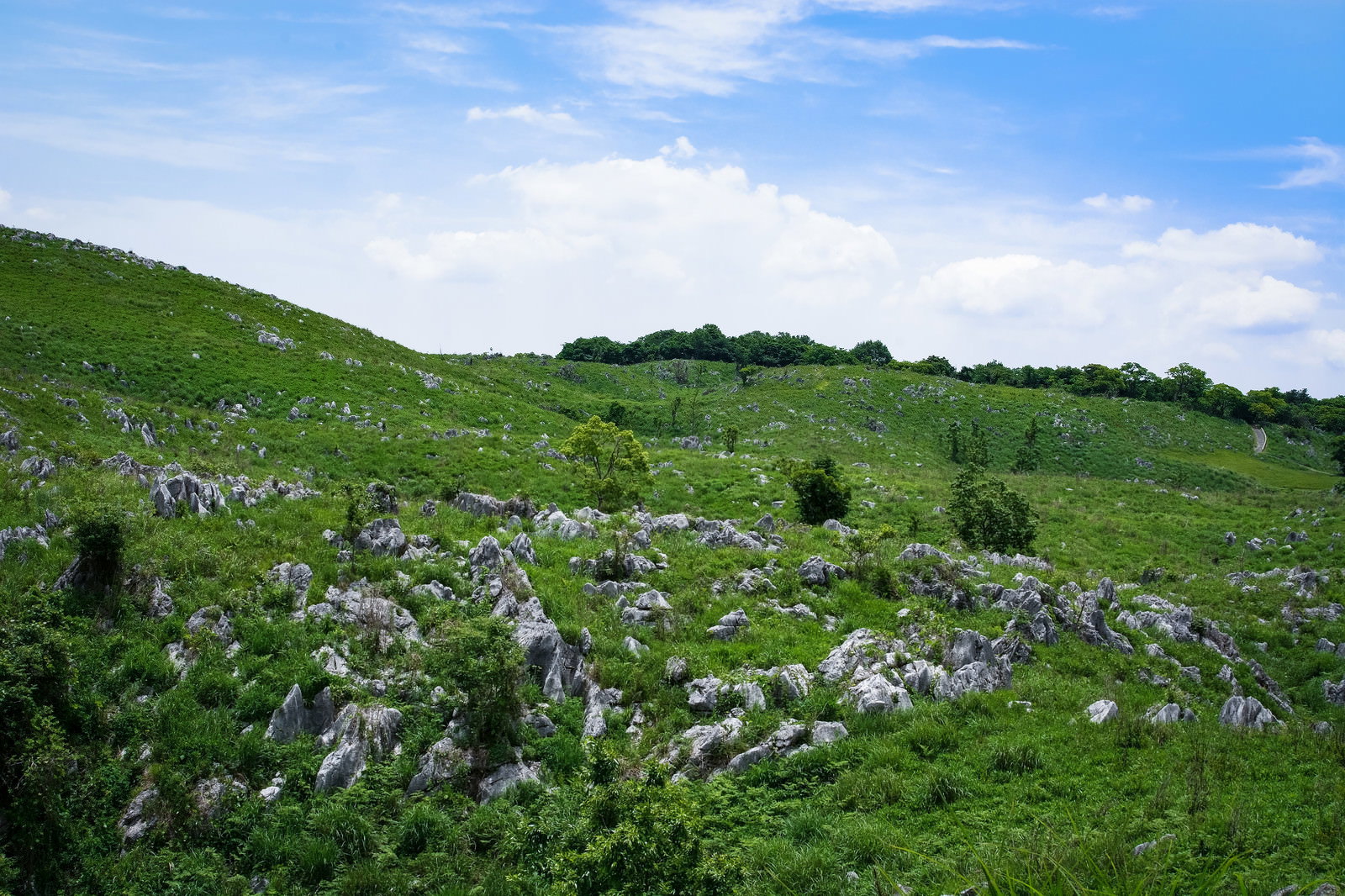 青空の下に広がる緑の草原に白い石灰岩が点在するカルスト台地の風景