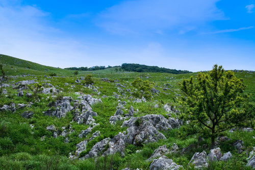 カルスト台地に育つ草木（山口県美祢市）
