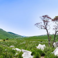 秋吉台のカルスト台地に続く遊歩道（山口県美祢市）の写真