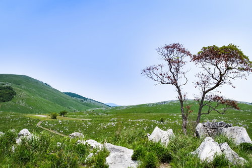 秋吉台のカルスト台地に続く遊歩道（山口県美祢市）