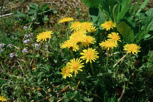 黄色いたんぽぽ