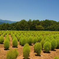 小さくて青いコキア（ホウキグサ）の写真