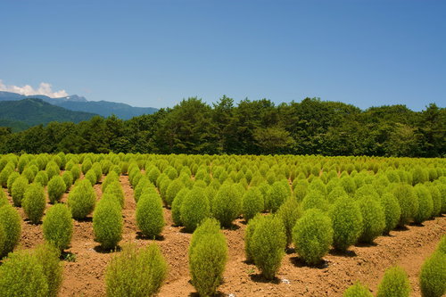 小さくて青いコキア（ホウキグサ）