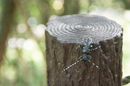 丸太につかまる大きめのカミキリムシ
