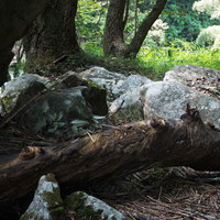 増量した川から流れてきた岩と流木の写真