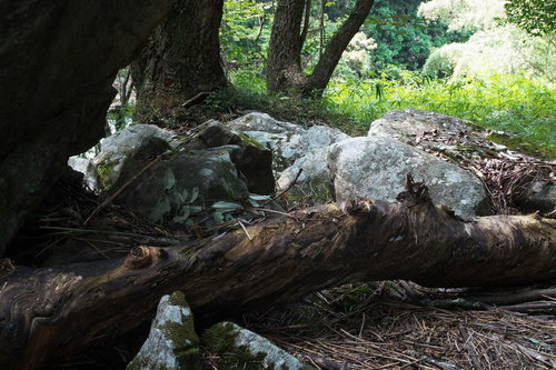 増量した川から流れてきた岩と流木